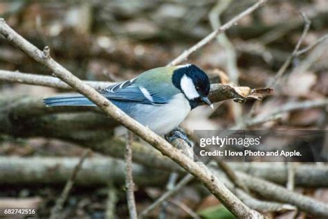 japanese titties|902 Japanese Tit Stock Photos & High